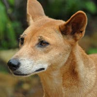 Dingo Queensland